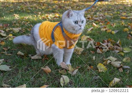 Cozy cat in vibrant sweater exploring autumn leaves in a park 120912221