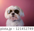 Cute maltese dog with sunglasses, generative ai 121452749