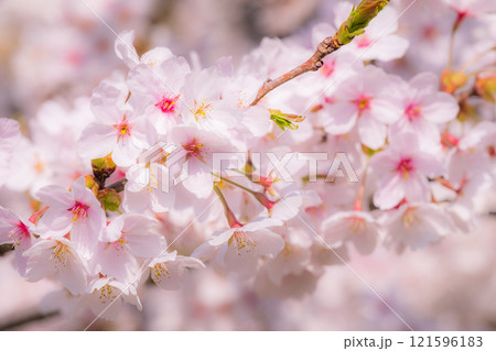 桜（ソフトフォーカス） 121596183