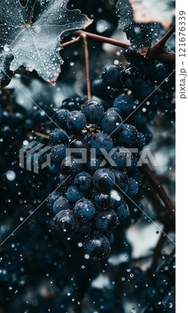 Close-up of dark grapes on the vine in heavy rain, showcasing natural irrigation and eco-friendly vineyard cultivation.  121676339