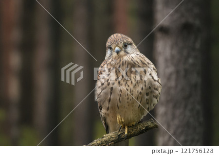 チョウゲンボウ　 -Common Kestrel- 121756128