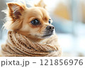 Charming dog with a bandage resting on a cozy blanket against a simple white background 121856976