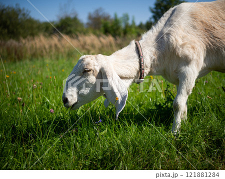 A pet with horns and a beard stays in the sun near the branches of trees 121881284