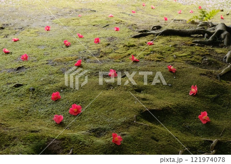 苔の原に落ちた椿の花 121974078