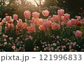 Pink tulips bloom beautifully in a vibrant garden during golden hour 121996833