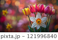 Colorful tulips and daffodil bloom in a vibrant spring garden setting 121996840