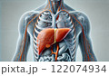 肝臓と人体の骨格 122074934