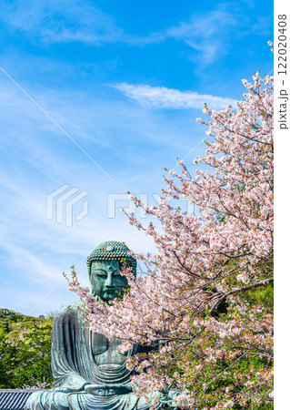 【神奈川県】美しい桜と鎌倉の大仏 122020408