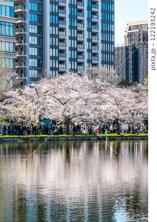 【東京都】上野恩賜公園の不忍池に咲く満開の桜 122193242