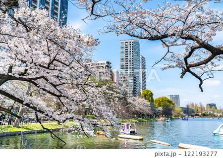 【東京都】上野恩賜公園の不忍池に咲く満開の桜 122193277