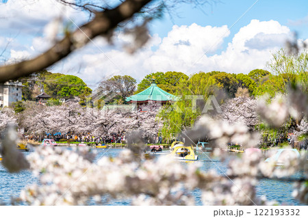 【東京都】上野恩賜公園の不忍池に咲く満開の桜 122193332