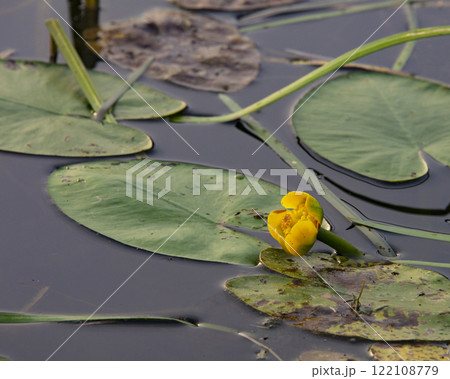 Waterlily in lake single beautiful blooming yelow color 122108779