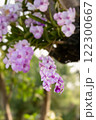 Thai purple orchid flower on nature tree background. 122300667