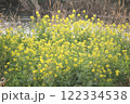 川沿いに咲く菜の花 122334538