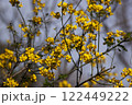 Spring image of blossoming branches with bright yellow flowers against a blue sky. The flowers create a striking contrast to the sky, drawing attention with their rich coloring and graceful shapes.  122449222