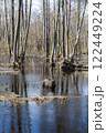 Photo of spring flooding in the forest. Water flooded the forest area, reflecting bare trees and blue sky. A tree stump surrounded by water. The water is calm, with light ripples on the surface.  122449224