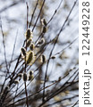 Close-up of willow branches with fluffy earrings against the blue sky. The photo conveys the atmosphere of spring and nature awakening. Willow willow earrings are covered with small yellow stamens. 122449228