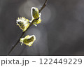 Close-up of spring willow buds on a tree branch. The image shows three fluffy buds with yellow and green shades, illuminated by sunlight against the background of blurred gray sky.  122449229