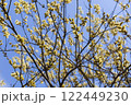 Willow branches with fluffy earrings against the blue sky. The photo conveys the atmosphere of spring and nature awakening. Willow willow earrings are covered with small yellow stamens. 122449230