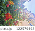 Vibrant Lantana Flowers with Urban Backdrop Close-Up 122579492