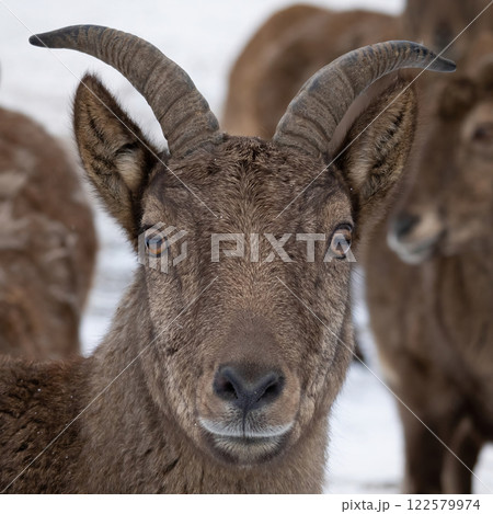 East Caucasian tur (Capra caucasica cylindricornis) 122579974