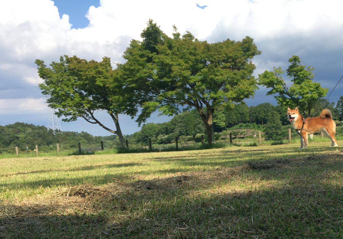 あなたは本当にスマートシティに住みたいですか？