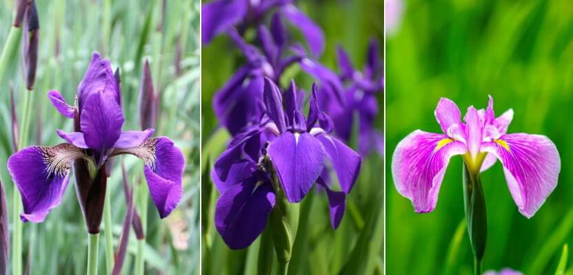 ショウブ（菖蒲）とアヤメ（菖蒲）カキツバタ（杜若）違いをどう見分ける？