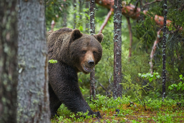 あなたも知っておいた方がいい、クマに遭遇したときの対処法