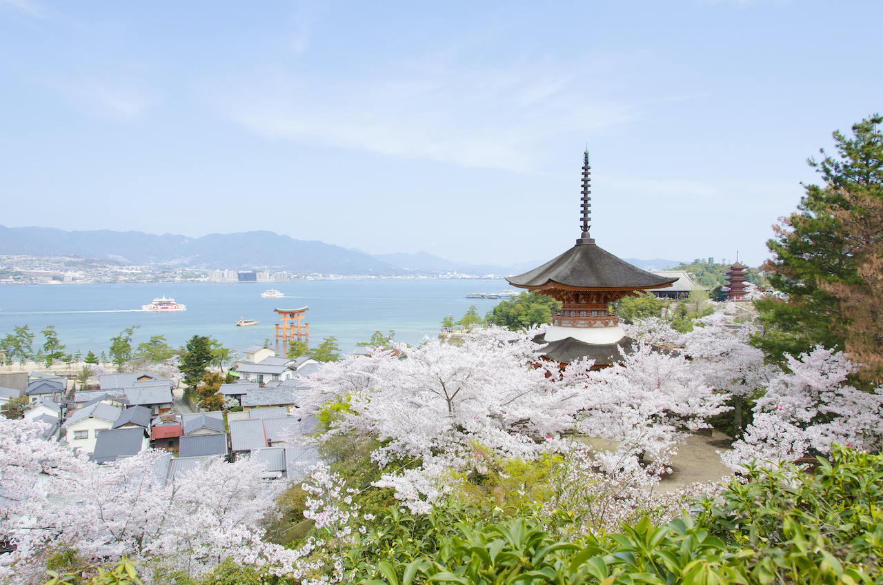 広島県宮島の桜