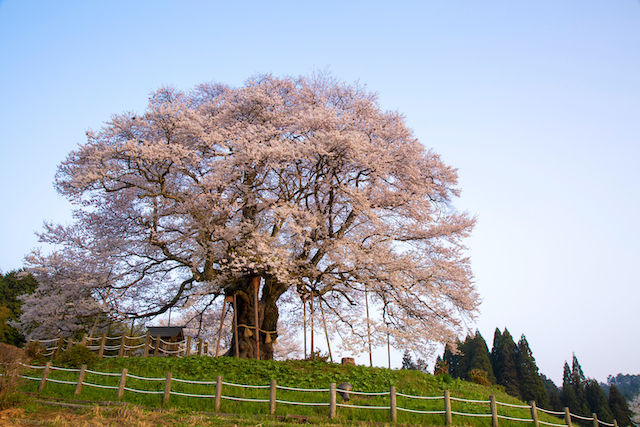 岡山県真庭市醍醐桜