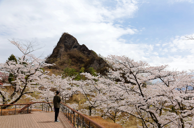 群馬県下仁田町県立森林公園さくらの里