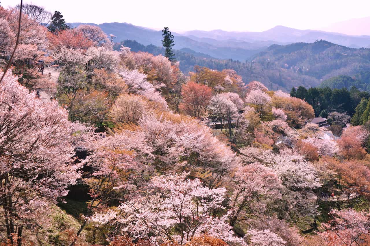 吉野山の桜