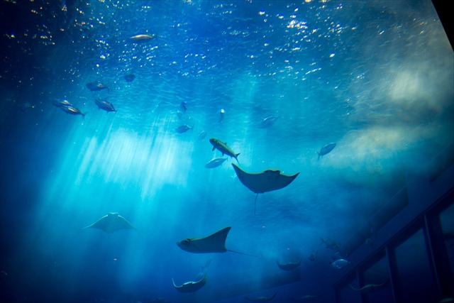 日本三大水族館　トップ画像