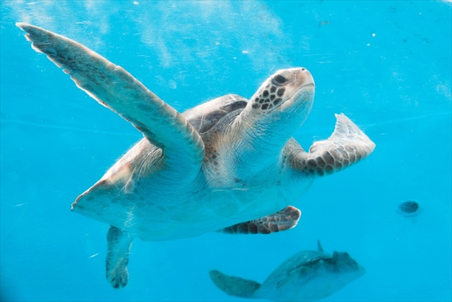 美ら海水族館　ウミガメ