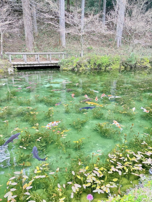 【岐阜「モネの池＜名もなき池＞」のスマホ撮影方法！】見頃の季節・時間もご紹介