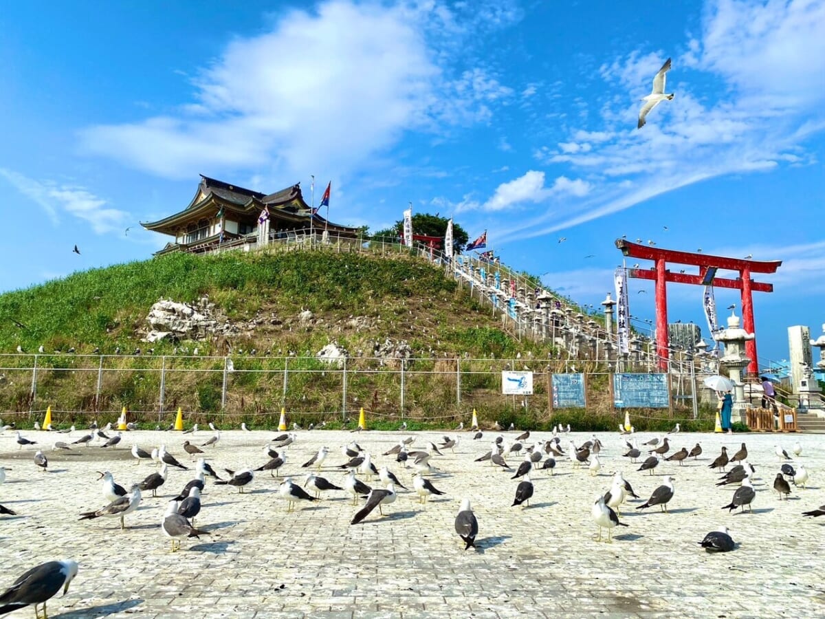 【国内唯一3万5千羽のウミネコ絶景！蕪嶋神社】御朱印や人気のお守りは？「フン」がついたら開運絵馬がもらえる！｜青森県