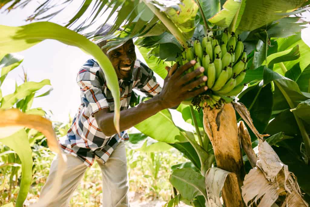 Smiling man harvesting bananas from a tree in a lush field.