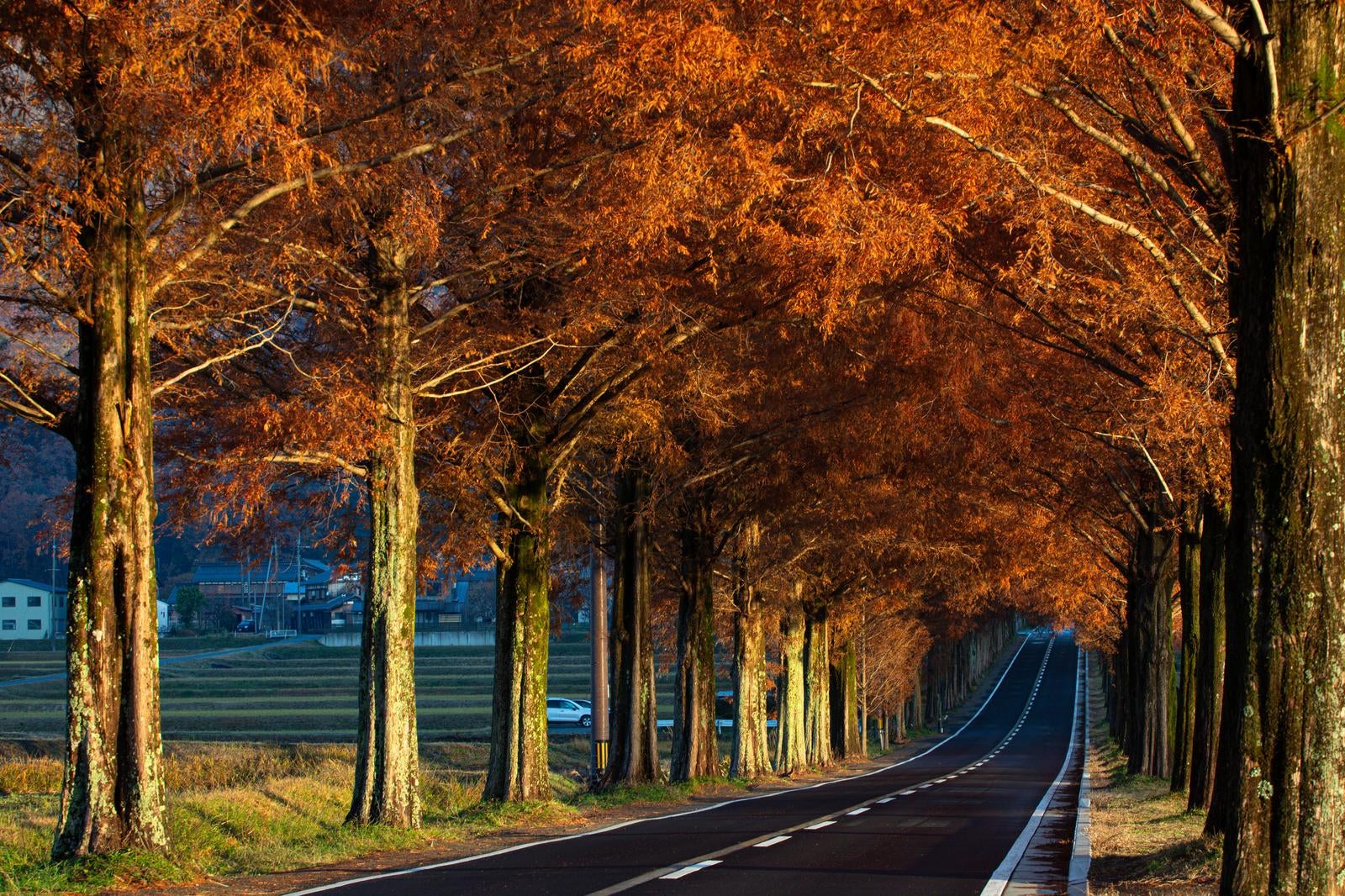 「紅葉のアーチが導く秋の並木道ドライブ」の写真