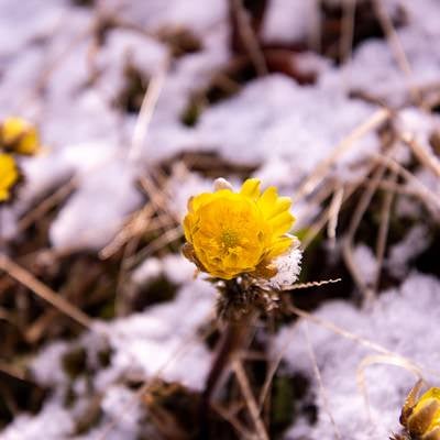 春の訪れを知らせる福寿草の開花（唐沢）の写真