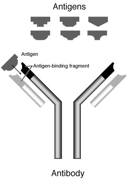 Antistoff