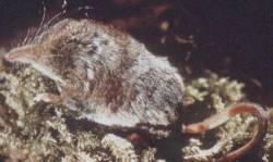 Grásnjáldra (Sorex cinereus)