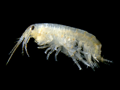 Gammarus salinus