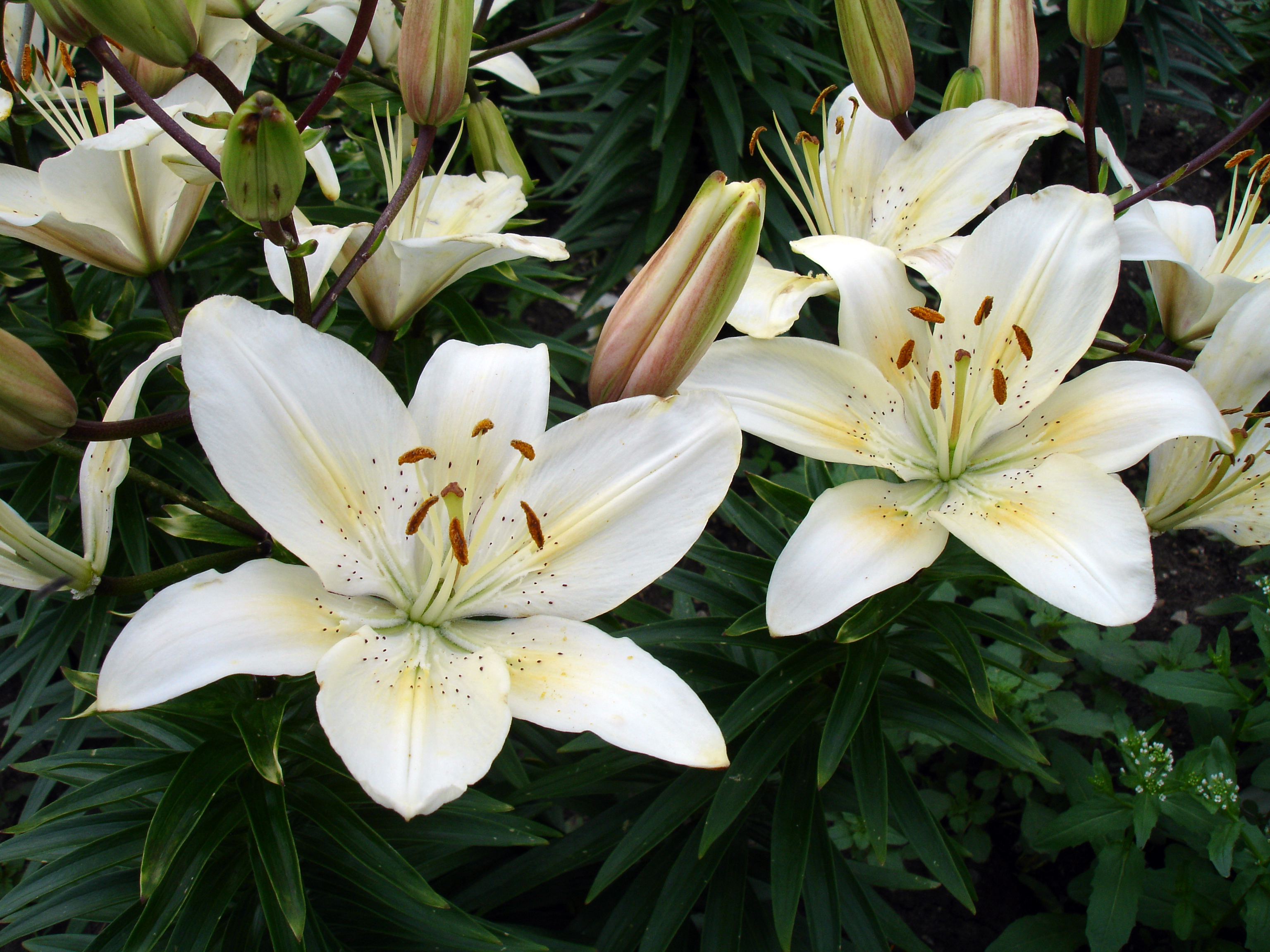 Selected picture:U of S Centennial Lily by Drm310