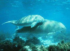 Un dugong et son petit