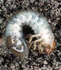 Larva