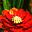 Garden Flowers 3D Screensaver