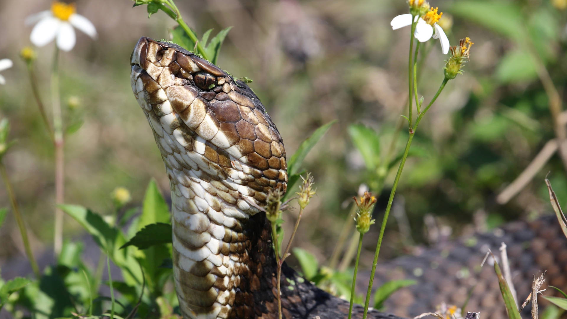 Cottonmouth Fondo de pantalla