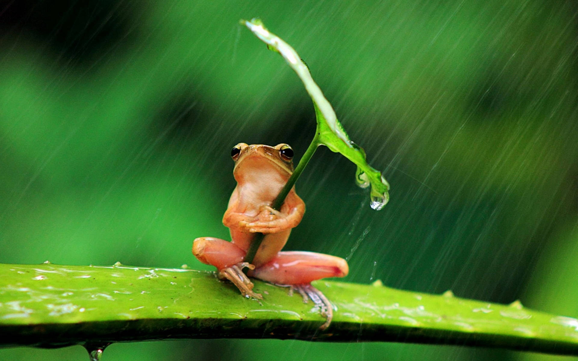 Cute Frog Wallpaper