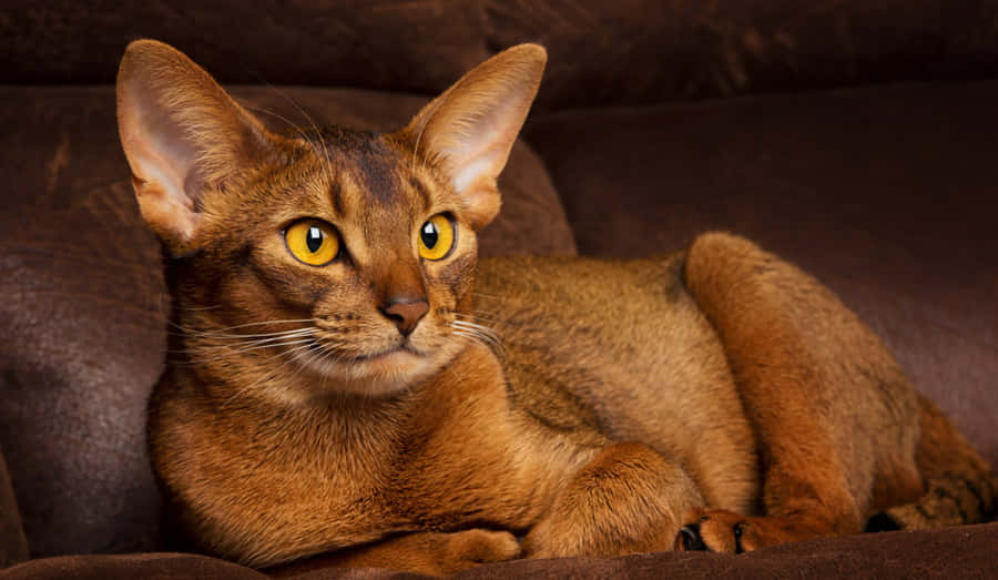 Abyssinian Wallpaper