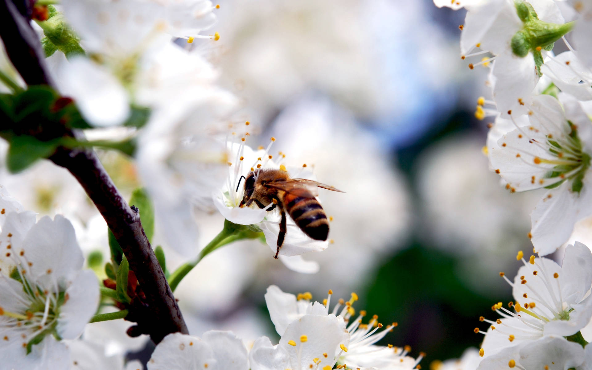 Abeja Fondo de pantalla